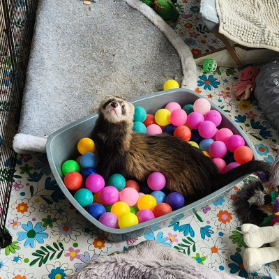 Image #7 d'illustration de l'association