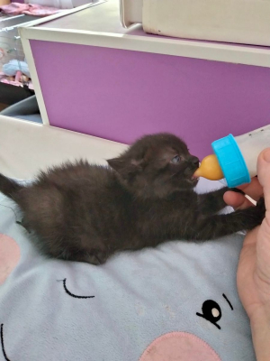 Image #0 d'illustration de l'association