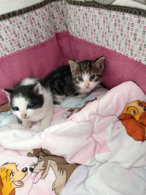 Image #1 d'illustration de l'association