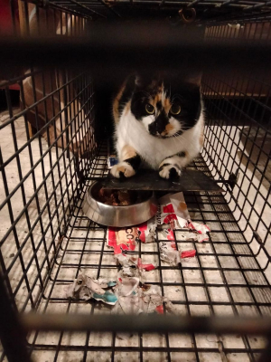 Image #2 d'illustration de l'association