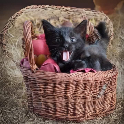 Image #3 d'illustration de l'association