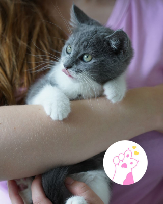 Image #0 d'illustration de l'association