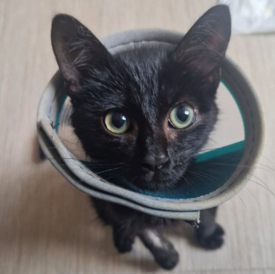 Image #1 d'illustration de l'association