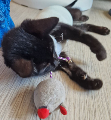 Image #2 d'illustration de l'association