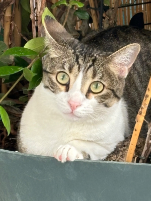 Image #0 d'illustration de l'association