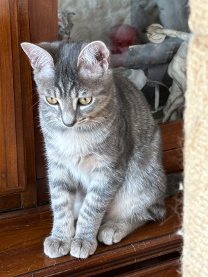 Image #1 d'illustration de l'association