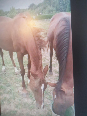 Image #3 d'illustration de l'association