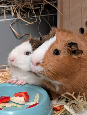 Image #1 d'illustration de l'association