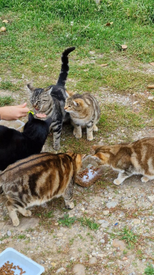 Image #0 d'illustration de l'association