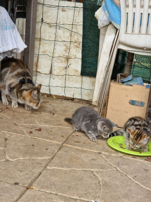 Image #1 d'illustration de l'association