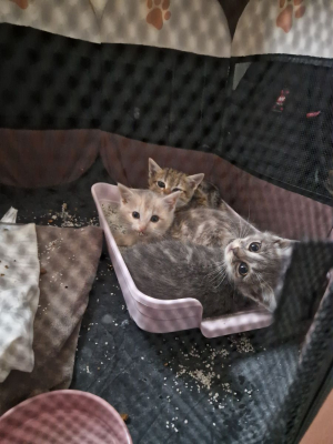 Image #2 d'illustration de l'association