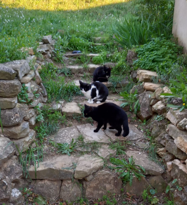 Image #0 d'illustration de l'association