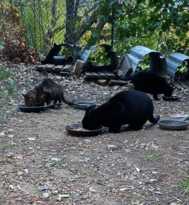 Image #1 d'illustration de l'association