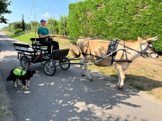 Image #5 d'illustration de l'association