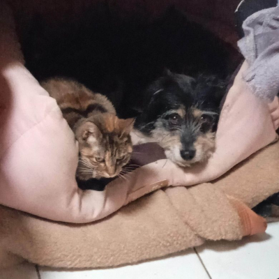 Image #12 d'illustration de l'association