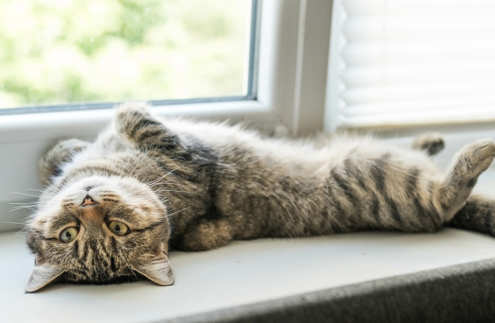 Peut-on adopter un chien ou un chat quand on vit en appartement ?