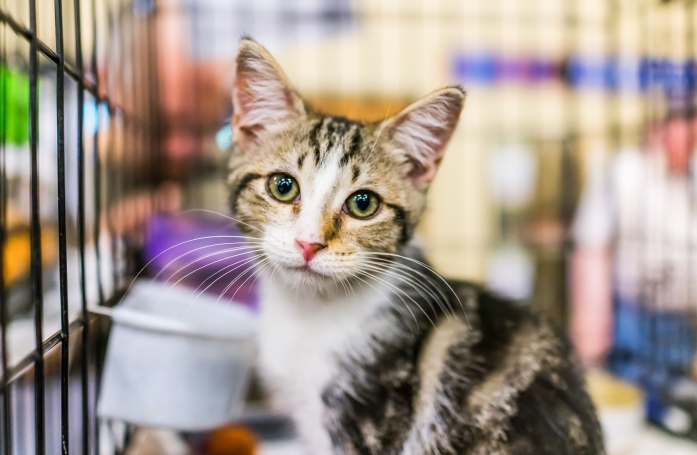 Pourquoi adopter un animal de compagnie ?