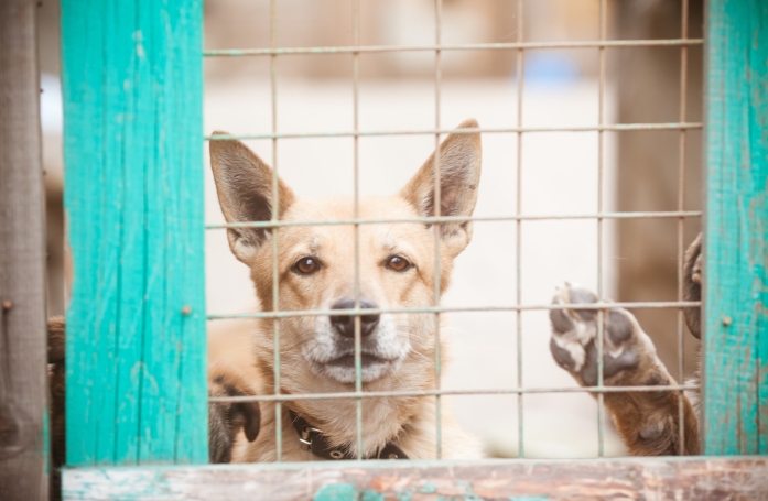 Quelles sont les idées reçues sur les animaux de refuge ?