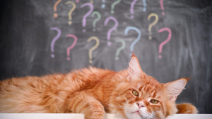 Illustration : "Quelles sont les questions à se poser avant d'adopter un animal de compagnie ?"