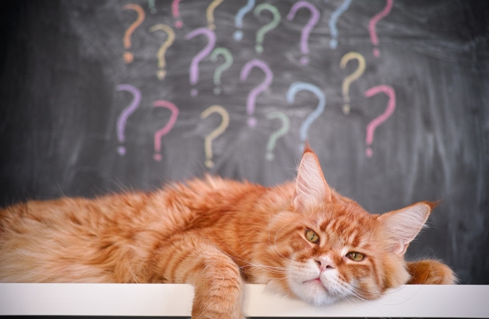 Quelles sont les questions à se poser avant d'adopter un animal de compagnie ?