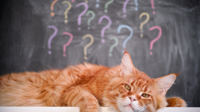 Illustration : "Quelles sont les questions à se poser avant d'adopter un animal de compagnie ?"