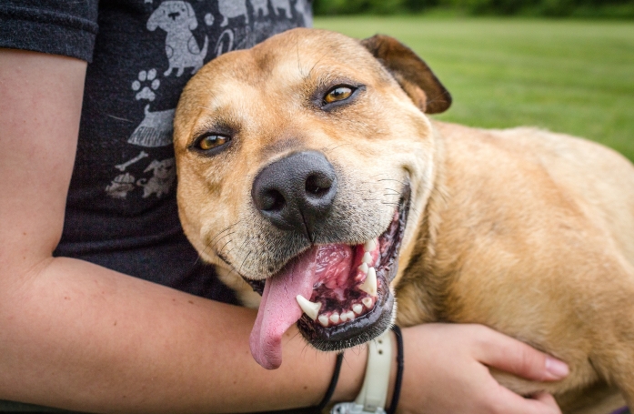 Combien coûte l'adoption d'un animal de compagnie ?