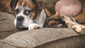 Illustration : "Comment adopter un chat ou un chien âgé ?"