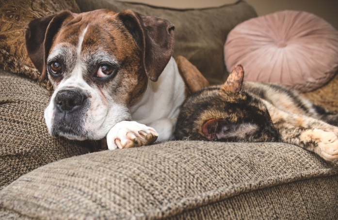 Comment adopter un chat ou un chien âgé ?