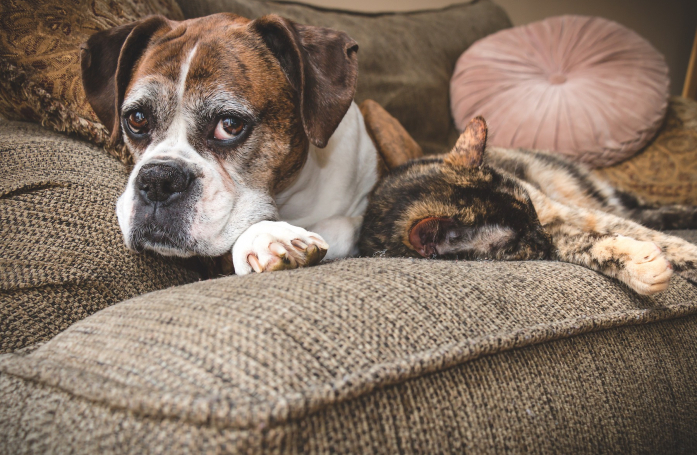 Comment adopter un chat ou un chien âgé ?