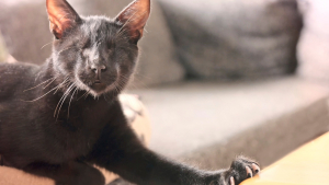 Illustration : "Comment adopter un chat ou un chien handicapé ?"