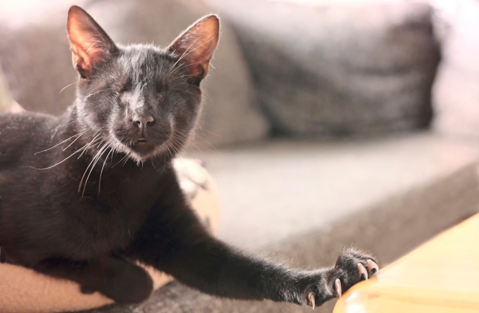 Comment adopter un chat ou un chien handicapé ?