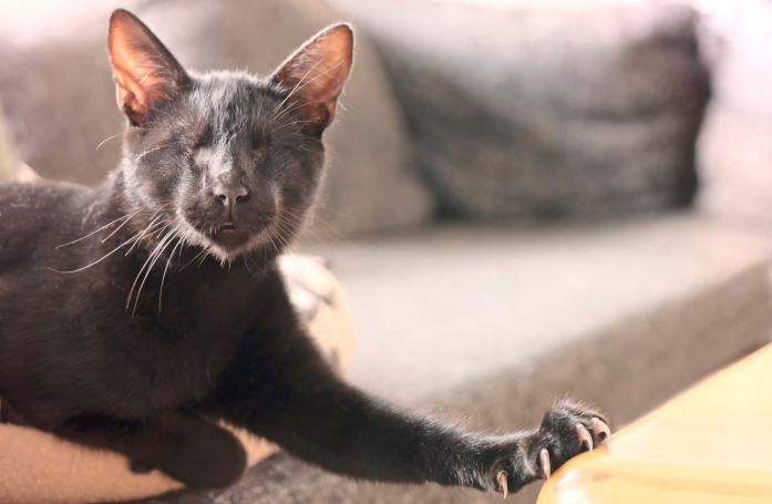 Comment adopter un chat ou un chien handicapé ?
