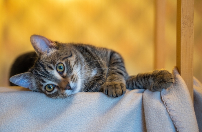 Comment adopter un chat positif au FIV ou au FeLV ?