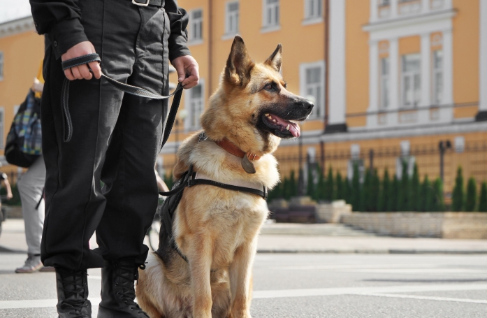 Comment adopter un chien réformé ?