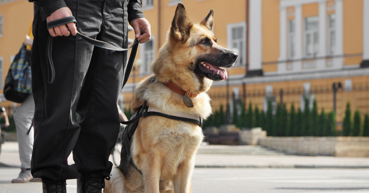Adopter un chien réformé quelles sont les conditions requises