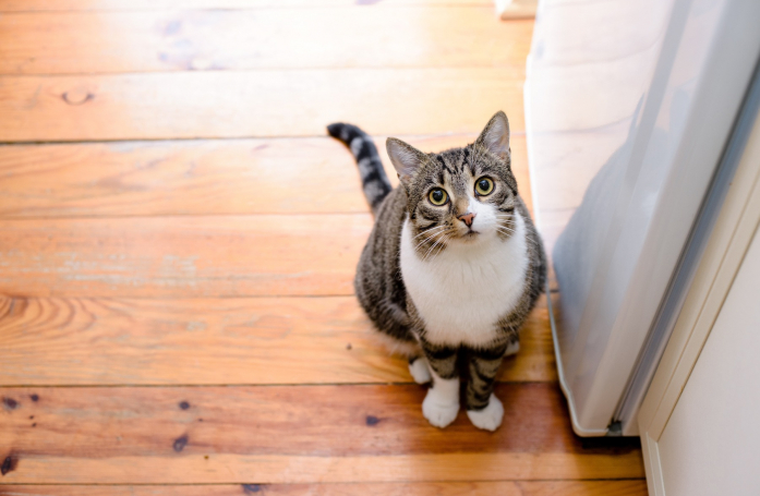 Adoption d'un animal de compagnie : qu'est-ce qu'un placement provisoire ?