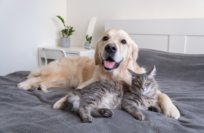 Arrivée d'un nouvel animal de compagnie : comment réussir les présentations ?