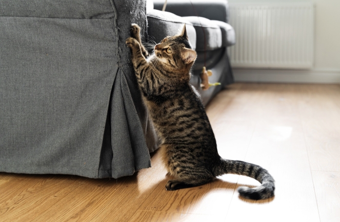 Comment gérer les comportements « indésirables » de son nouvel animal de compagnie ?