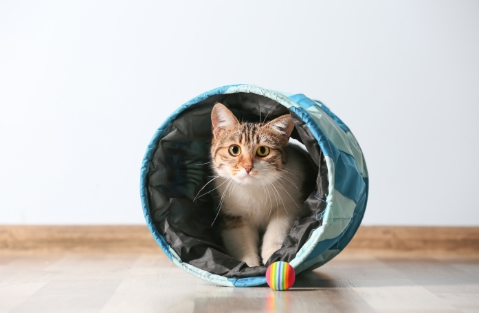 Comment occuper son animal de compagnie et éviter l'ennui ?