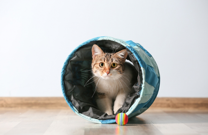 Comment occuper son animal de compagnie et éviter l'ennui ?