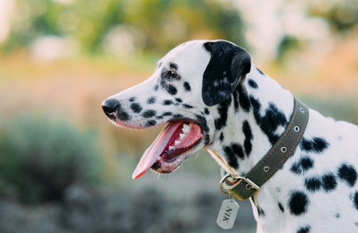 Comment trouver un nom pour son animal de compagnie ?