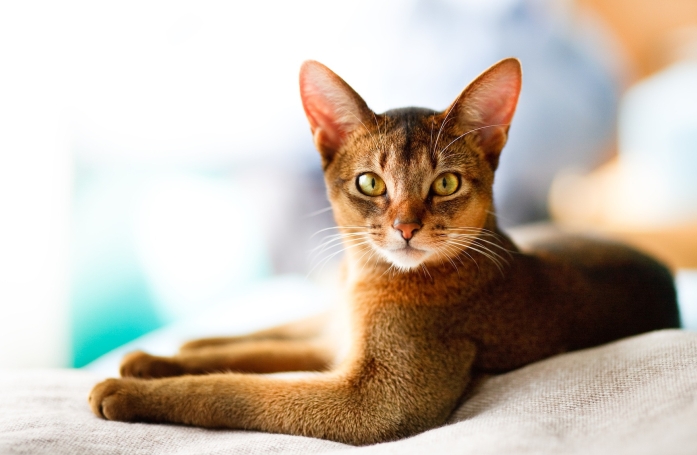 Pourquoi et comment faire identifier son animal de compagnie ?