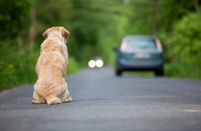 Que dit la loi sur l'abandon d'un animal de compagnie ?