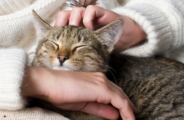 Quelles sont les solutions pour faire garder son animal de compagnie ?