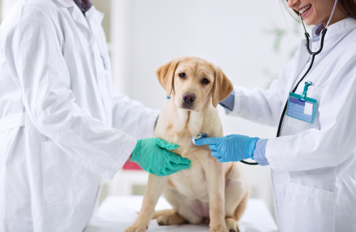 Quels sont les actes vétérinaires indispensables ?