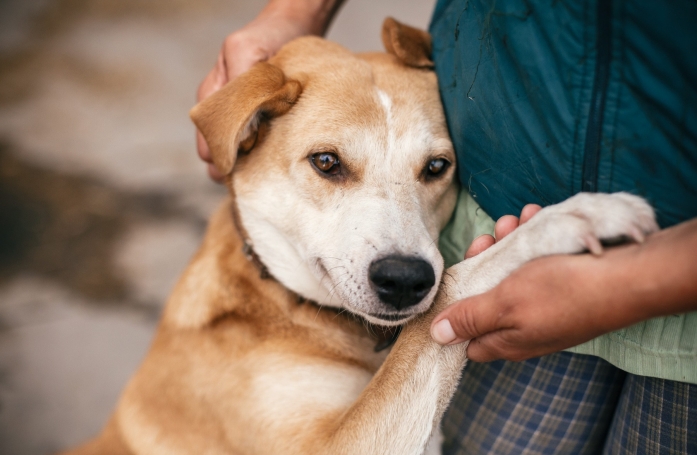 Que faire si vous croisez un animal perdu ou abandonné ?