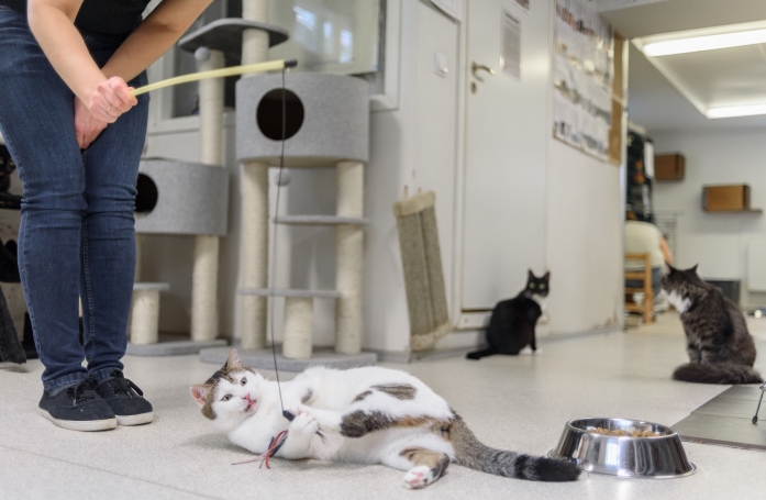 Qu'est-ce qu'un refuge pour animaux et comment fonctionne-t-il ?