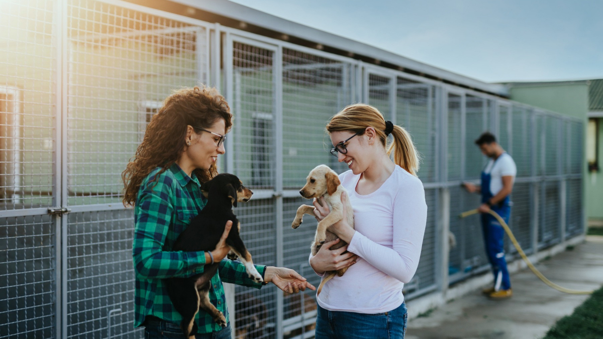 Faire du bénévolat dans un refuge pour animaux quelles sont les missions d