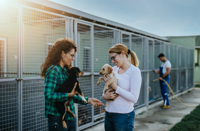 Quelles missions les bénévoles accomplissent-ils dans un refuge pour animaux ?