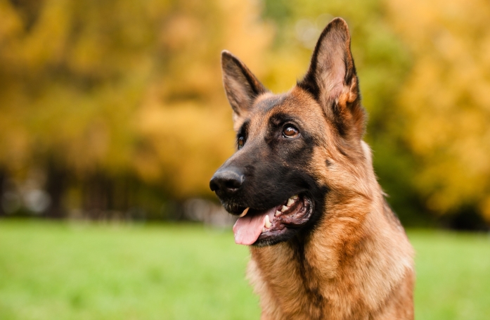 Qu'est-ce qu'un pedigree ?